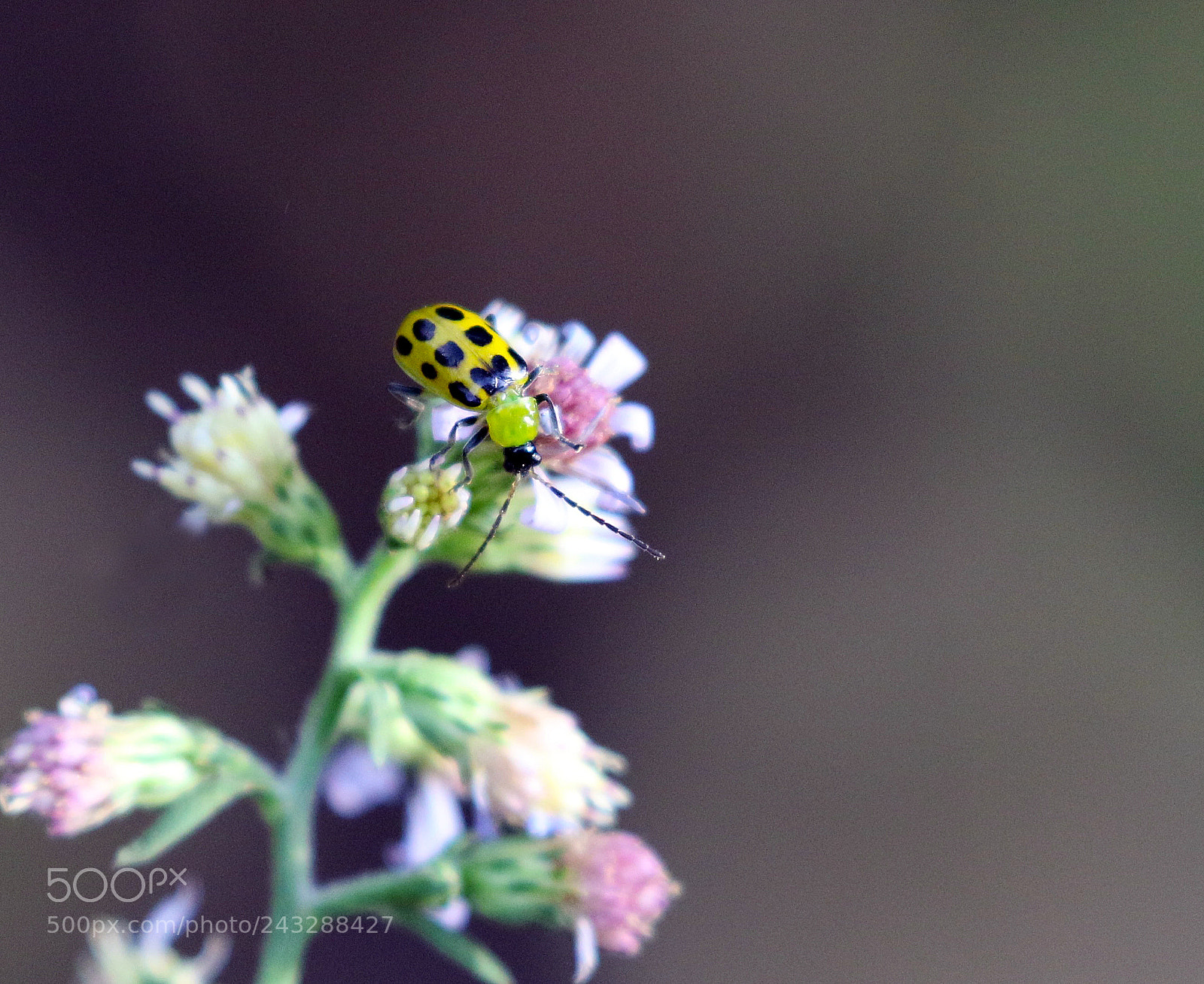 Canon EOS 7D Mark II sample photo. Lady luck photography