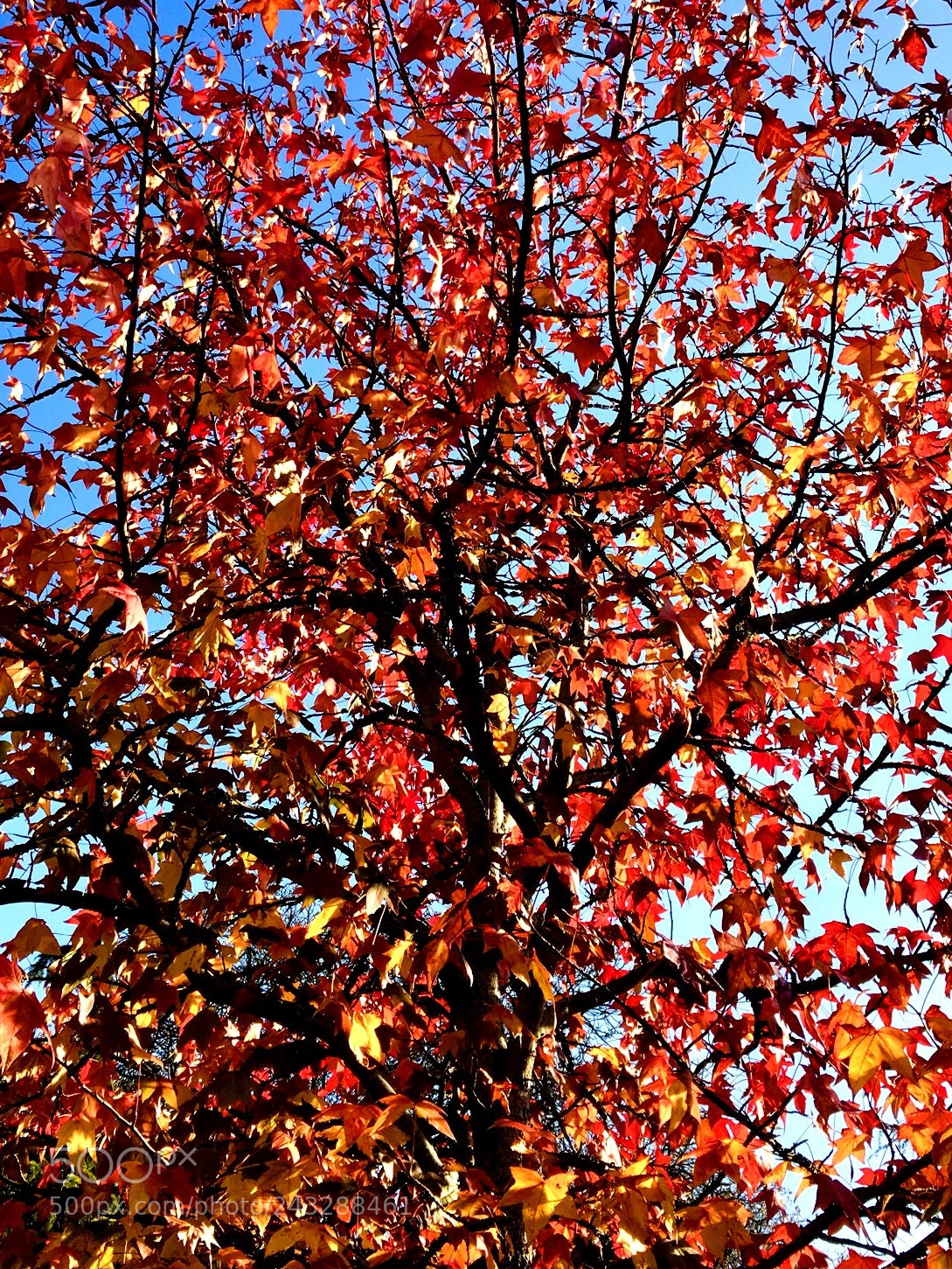 Apple iPhone 6s sample photo. Bush fire photography