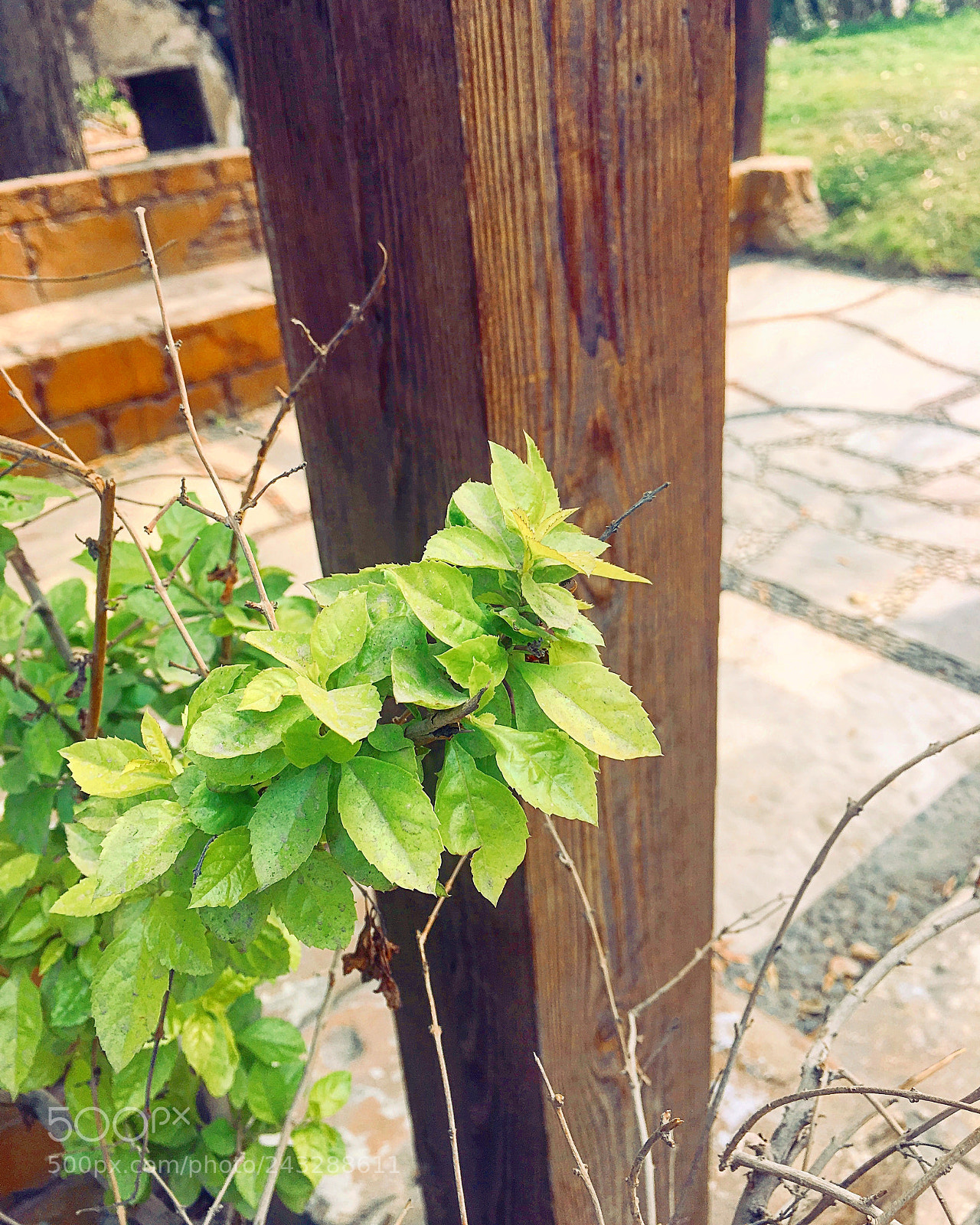 Apple iPhone 6s Plus sample photo. Untitled photography