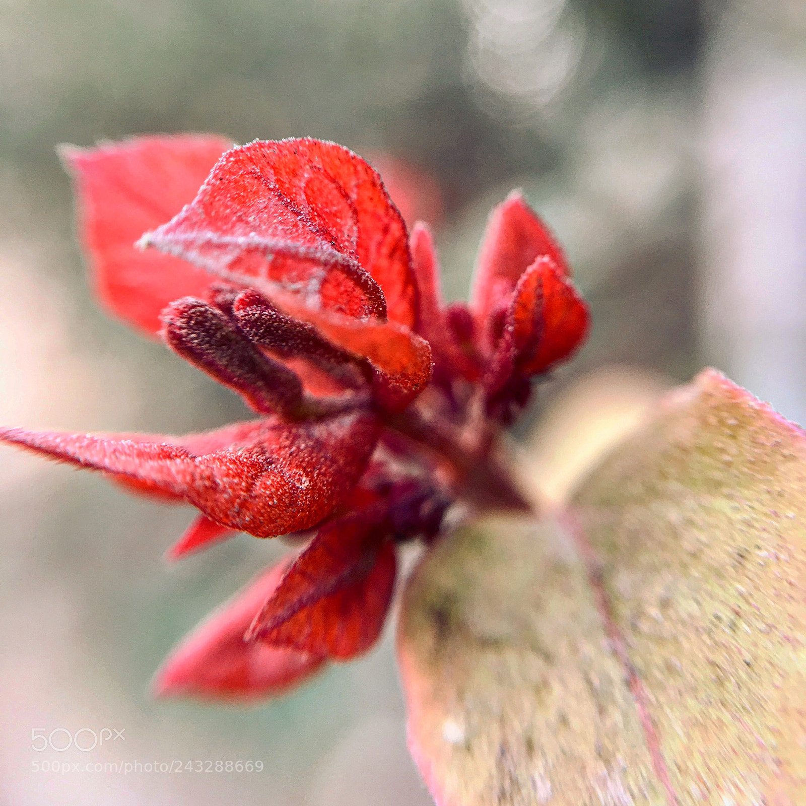 Apple iPhone 6s Plus sample photo. Untitled photography