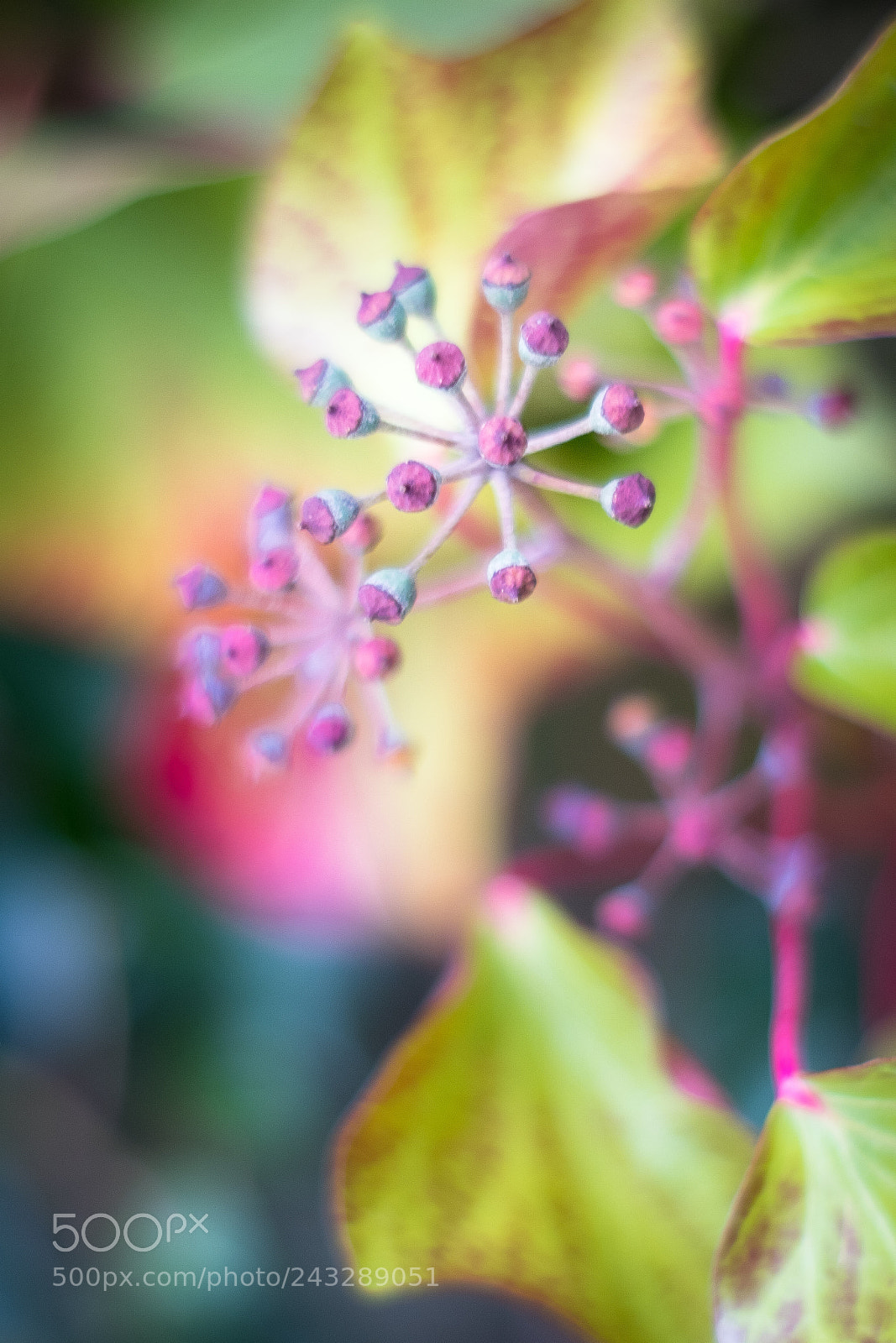 Fujifilm X-T2 sample photo. Untitled photography