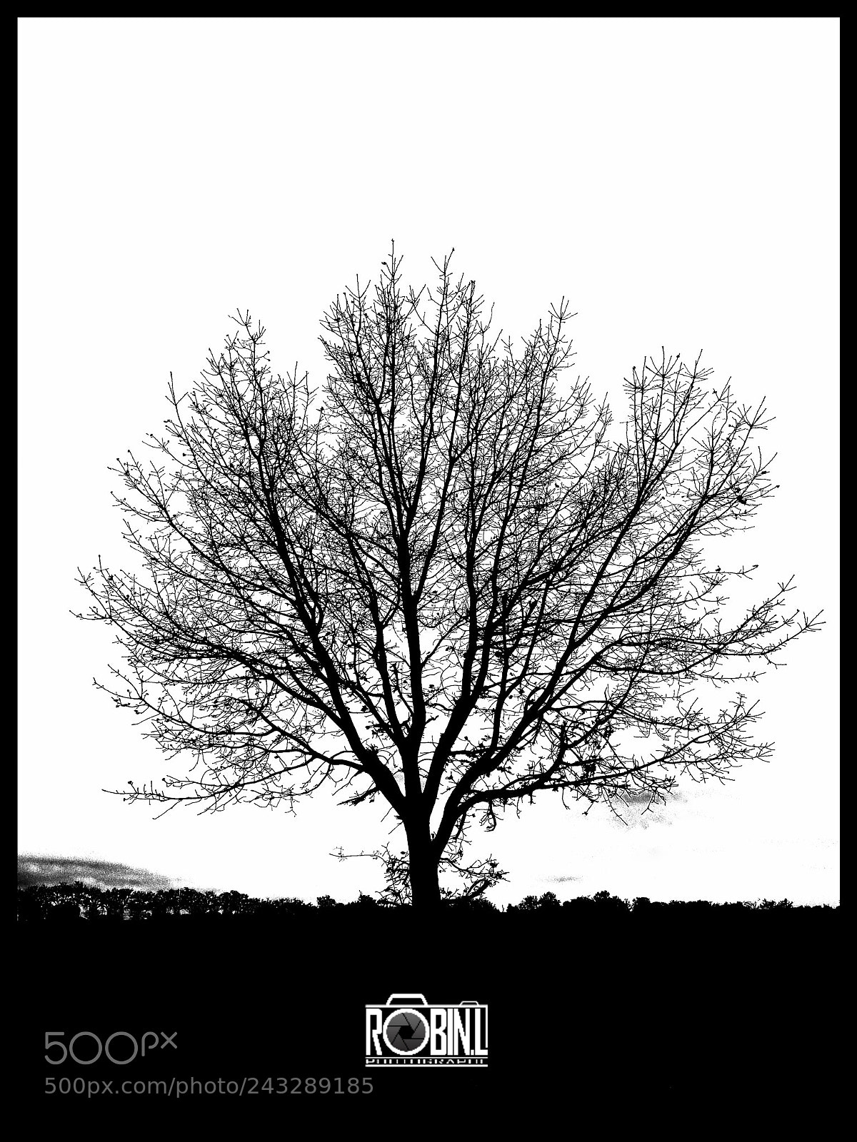 Samsung Galaxy S8+ sample photo. Just a tree photography