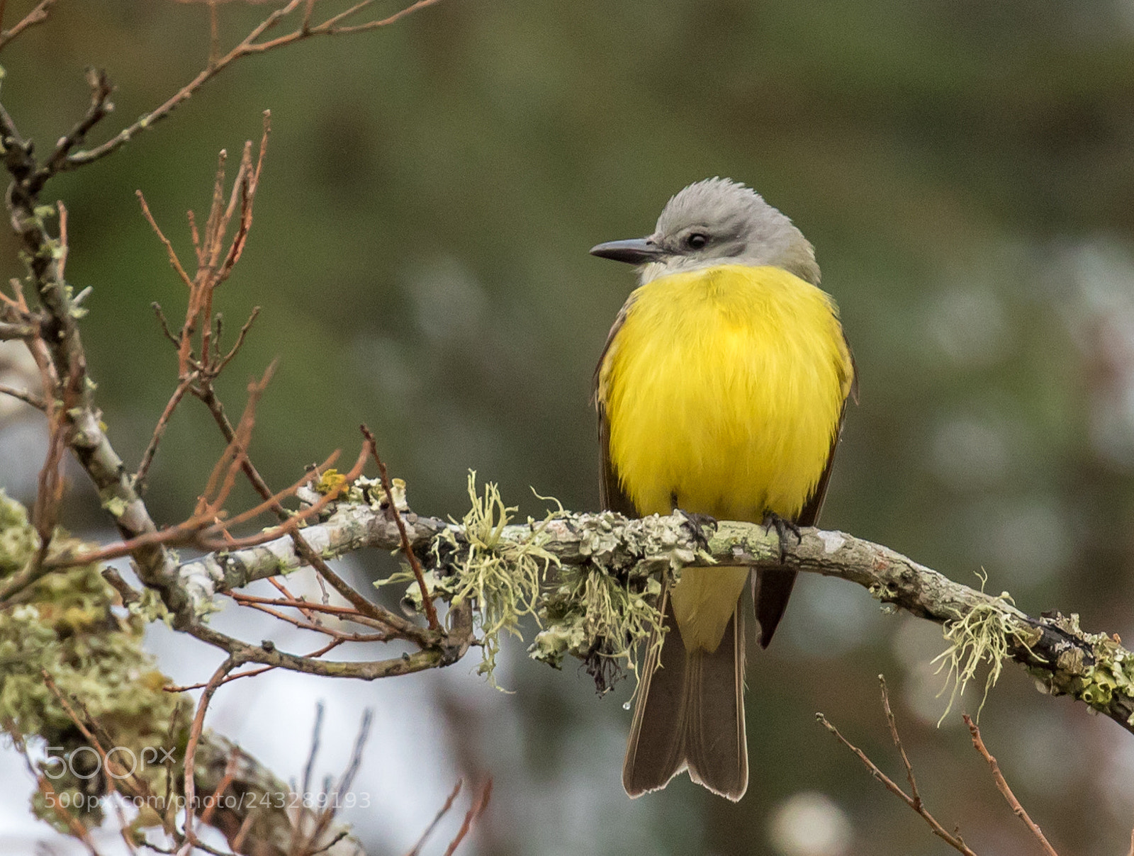 Canon EOS 7D Mark II sample photo. Mourning warbler photography