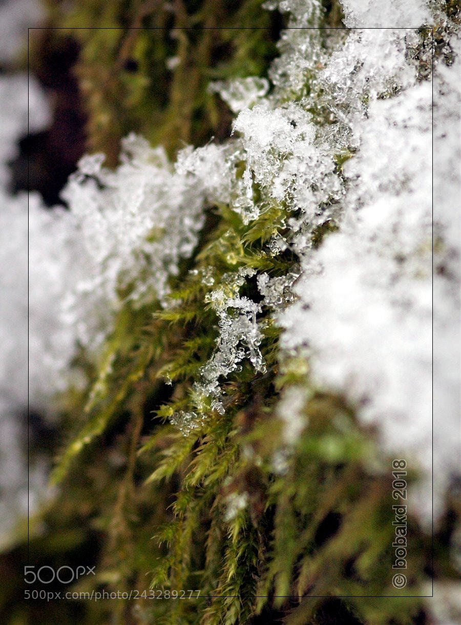 Olympus E-620 (EVOLT E-620) sample photo. Snowy moss photography