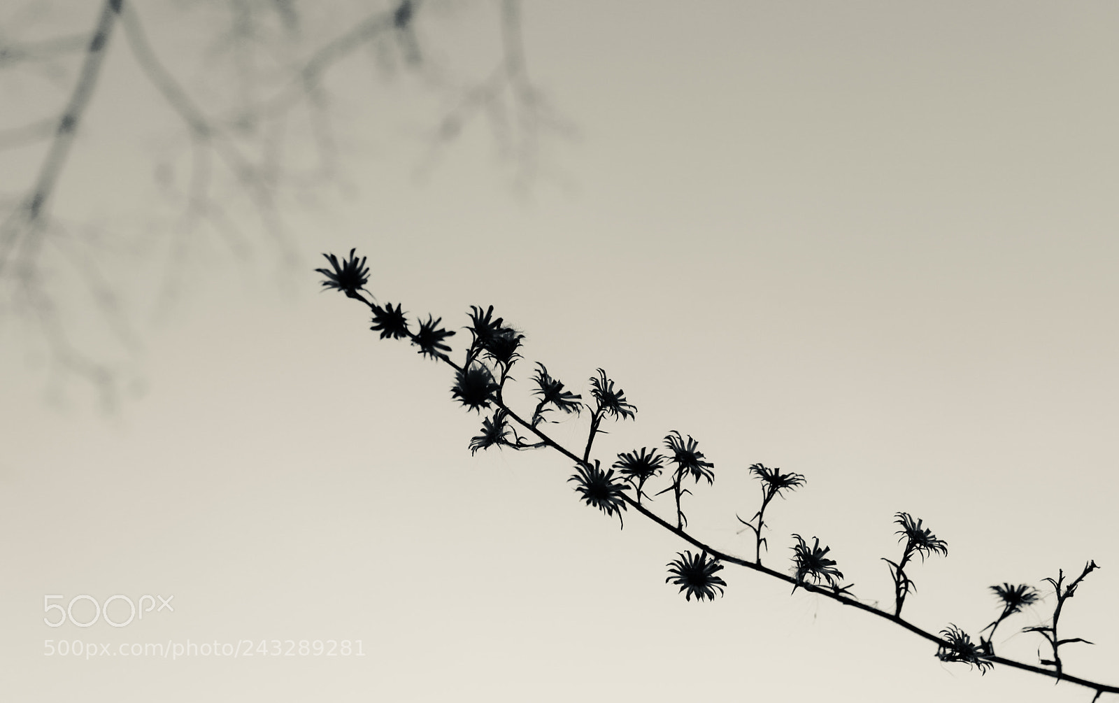 Canon EOS M5 sample photo. Untitled photography