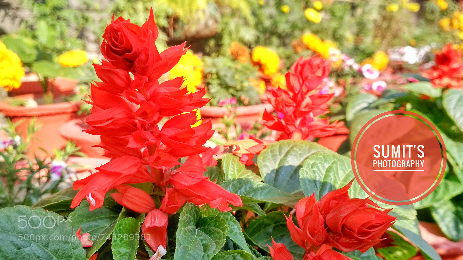 Xiaomi Redmi 4 Pro sample photo. Beauty with colours photography