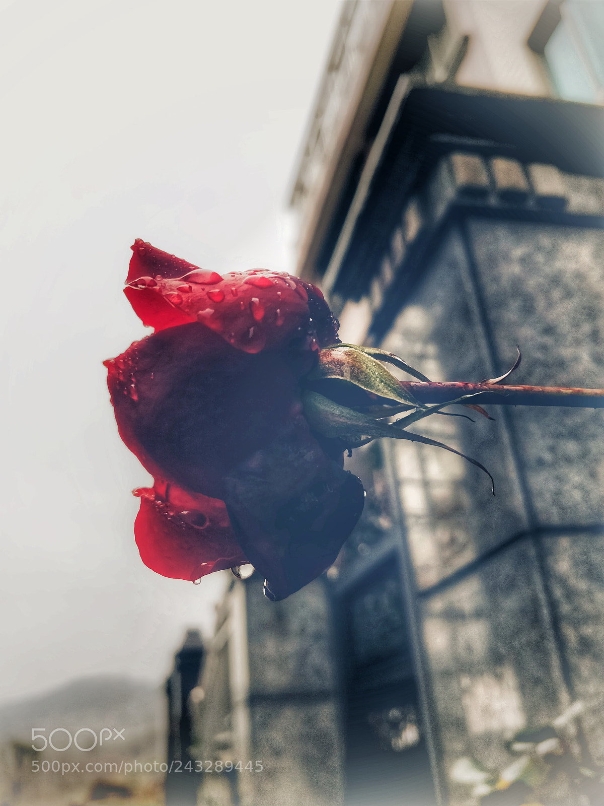 OnePlus 5T sample photo. Chinese rose in the photography