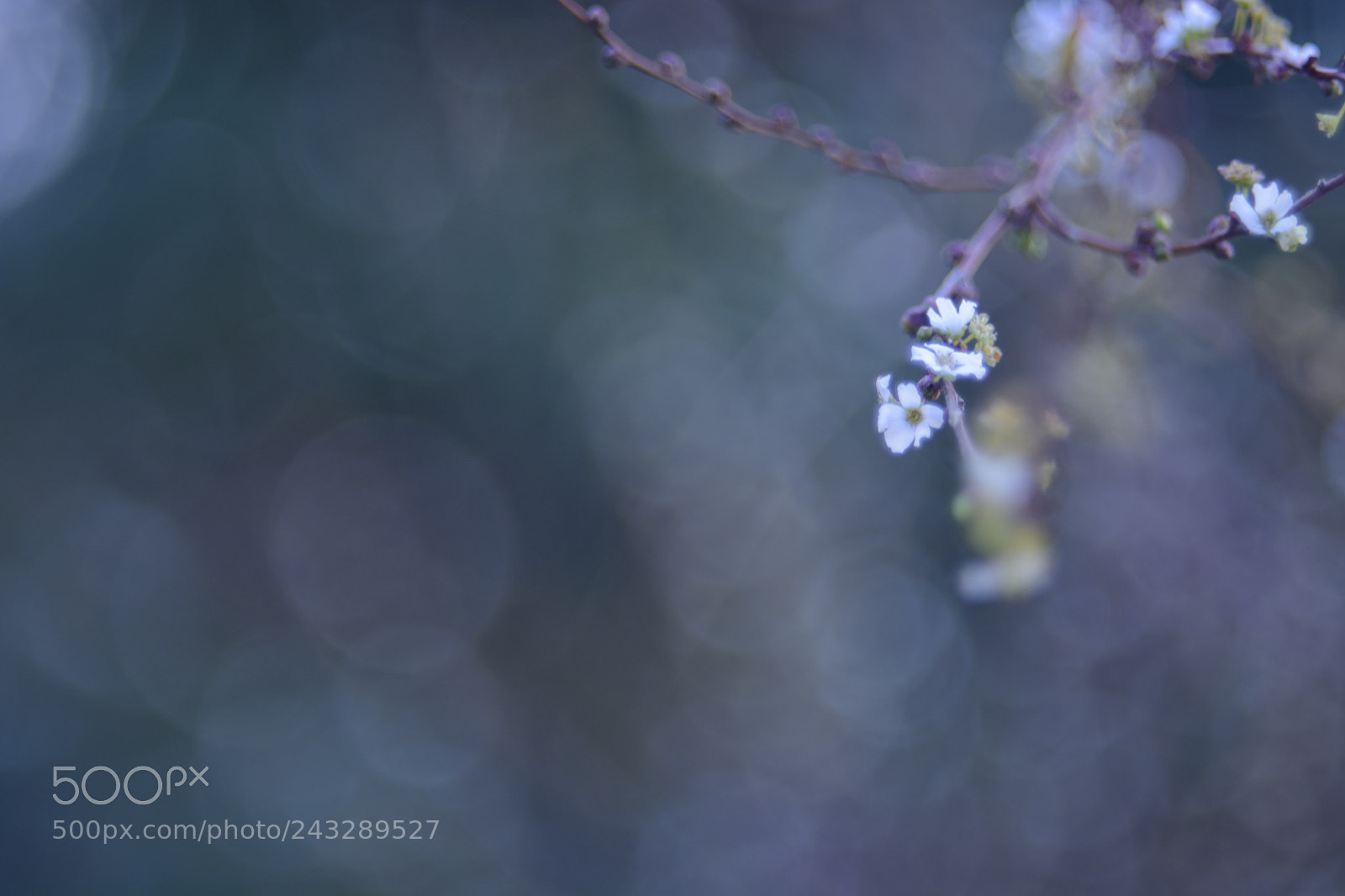 Nikon D7100 sample photo. Yukiyanagi?? photography