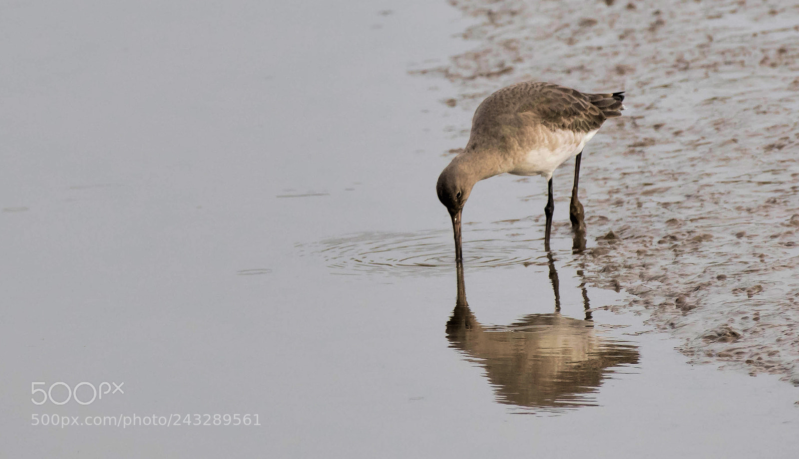 Nikon D500 sample photo. Black tailed godwit photography