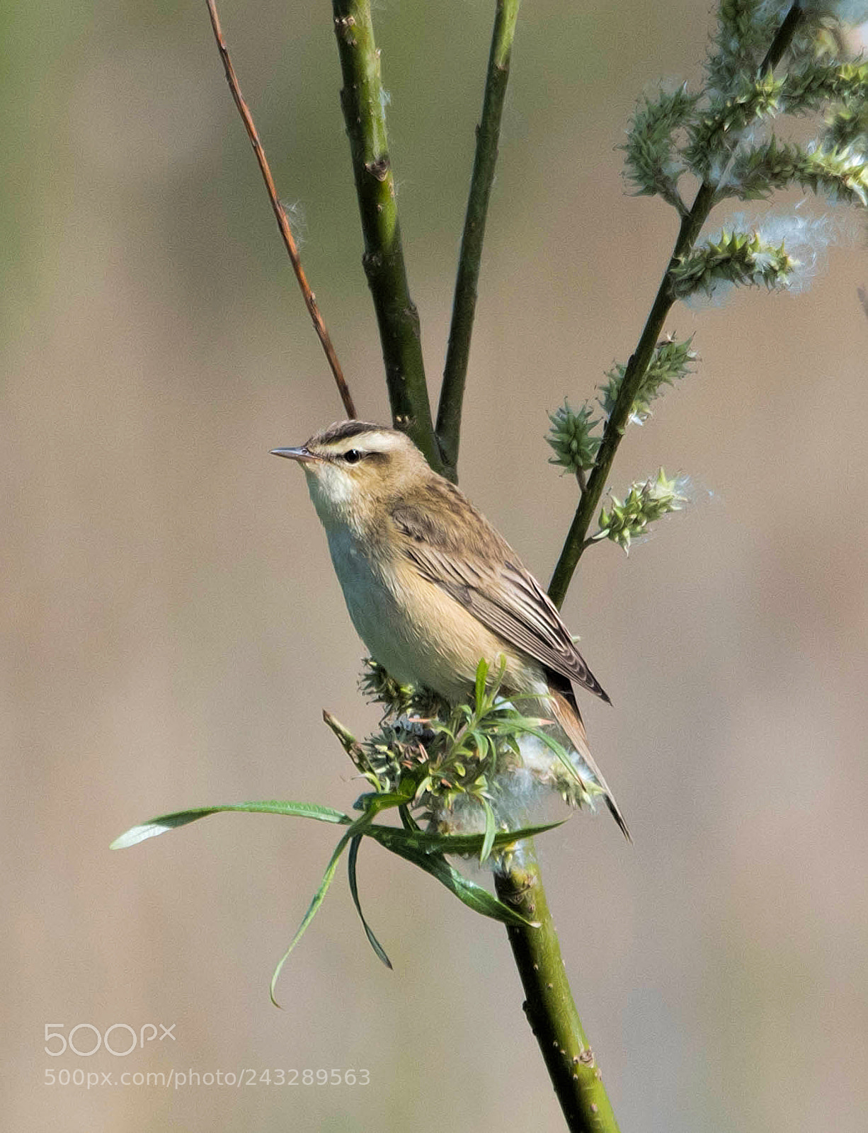 Nikon D500 sample photo. Sedge warbler photography