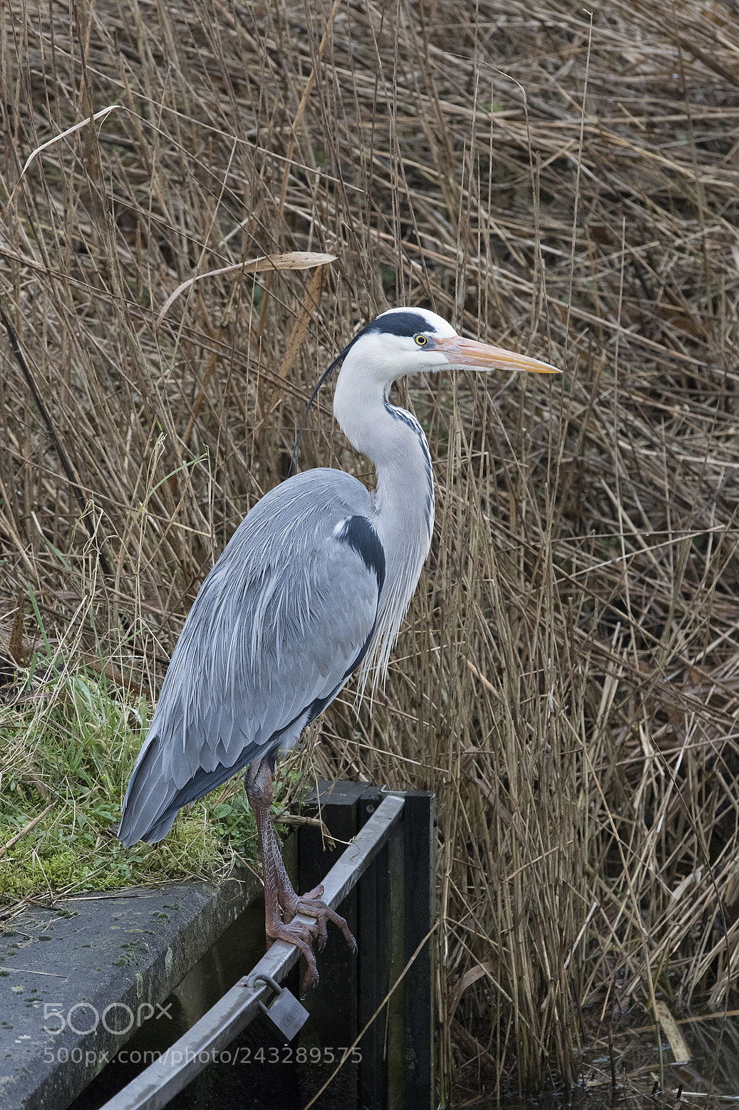 Canon EOS 77D (EOS 9000D / EOS 770D) sample photo. Proud heron photography