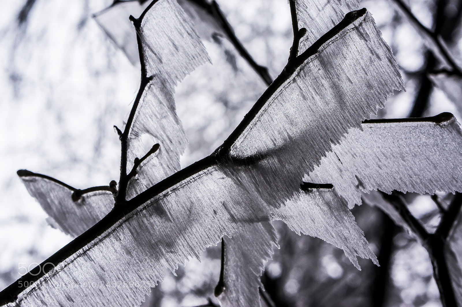 Sony Alpha NEX-5N sample photo. Amazing nature photography