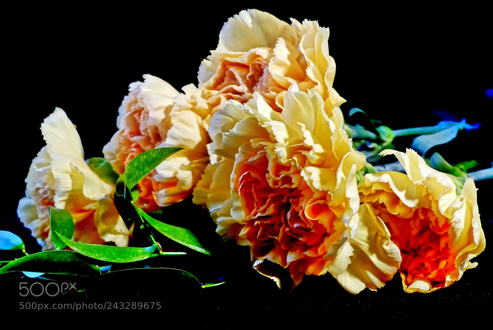 Panasonic Lumix DMC-FZ200 sample photo. Goździki 3,carnation flower 3 photography