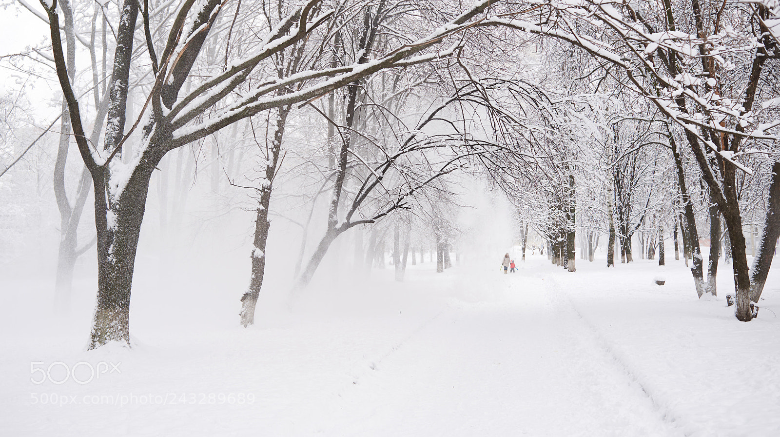Nikon D610 sample photo. Purity photography