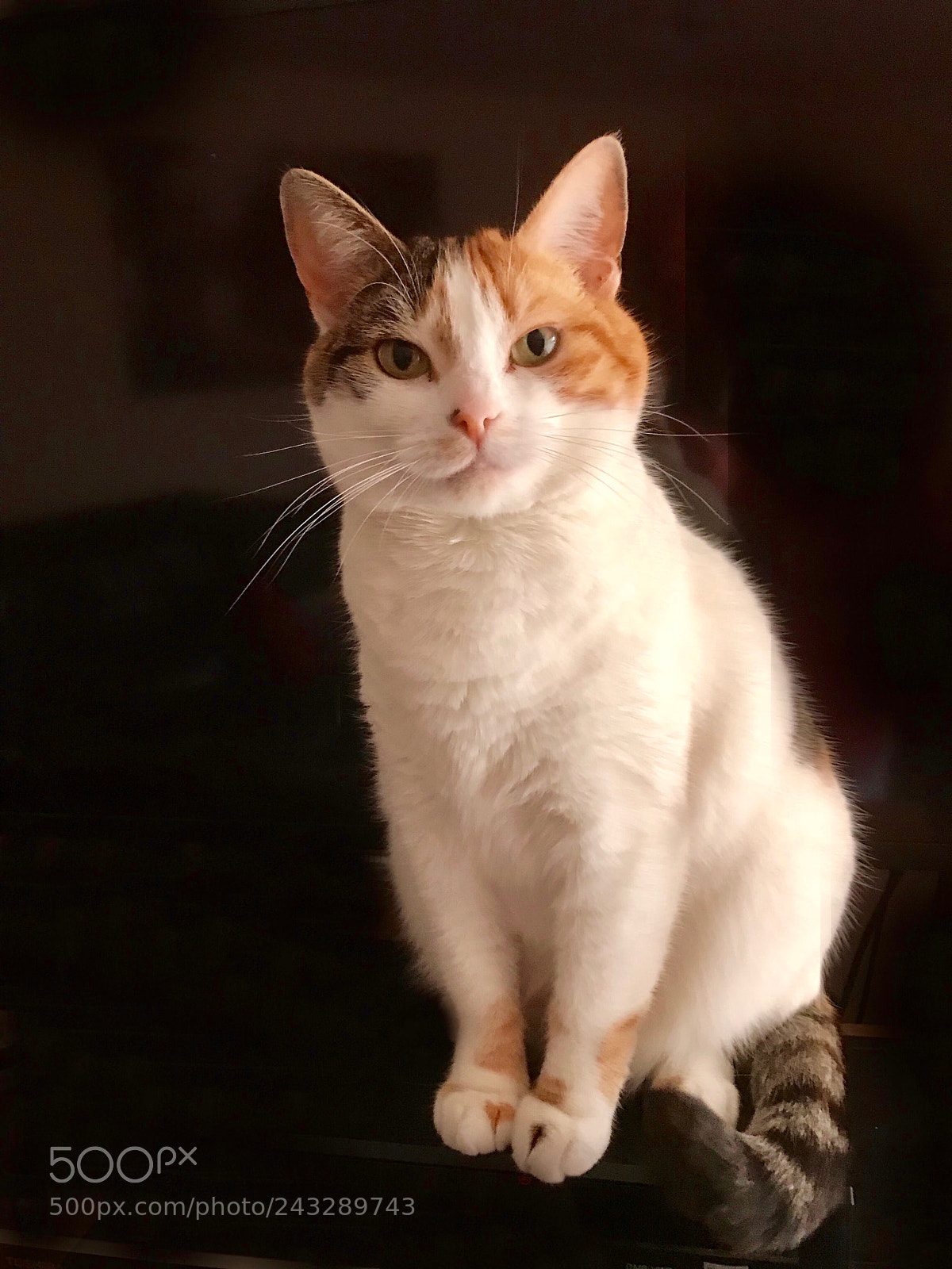 Apple iPhone 7 sample photo. Fudge cat photography