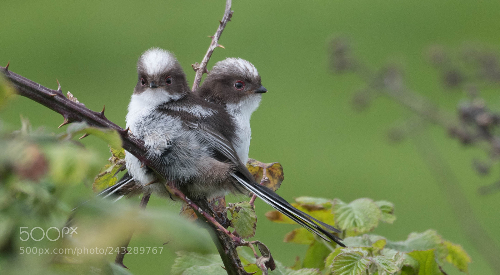 Nikon D500 sample photo. Baby long tailed tits photography