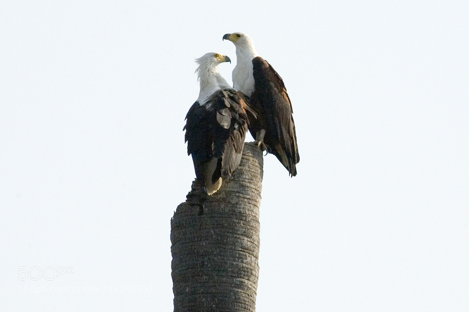 Canon EOS 5D sample photo. A pair of african photography