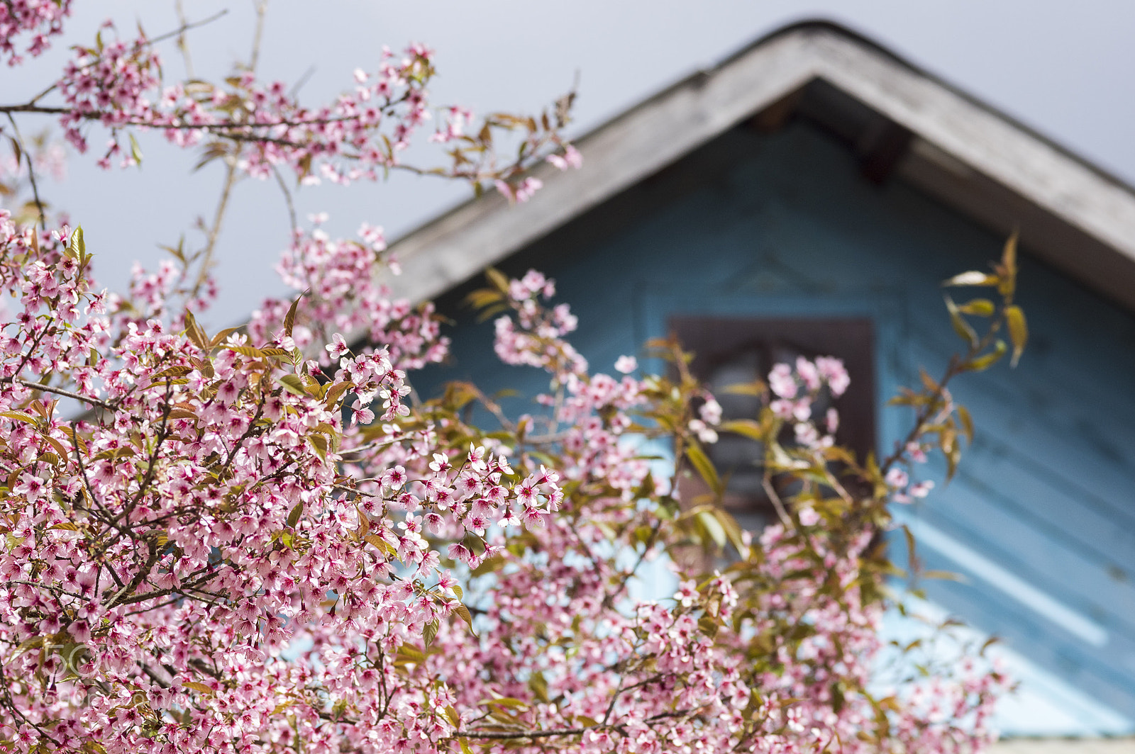 Pentax K-3 sample photo. Aa photography