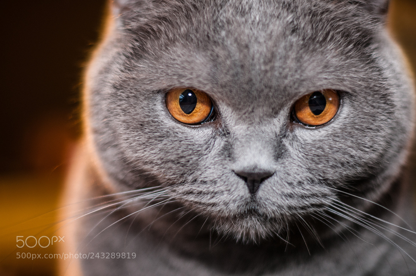 Nikon D300S sample photo. Cat photography