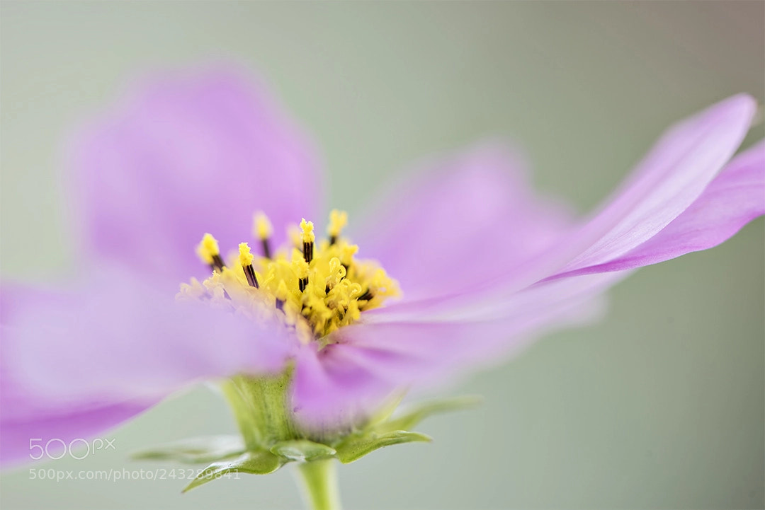 Nikon D810 sample photo. Loving to look at photography