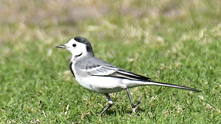 Nikon AF-S Nikkor 200-500mm F5.6E ED VR sample photo. White wagtail photography