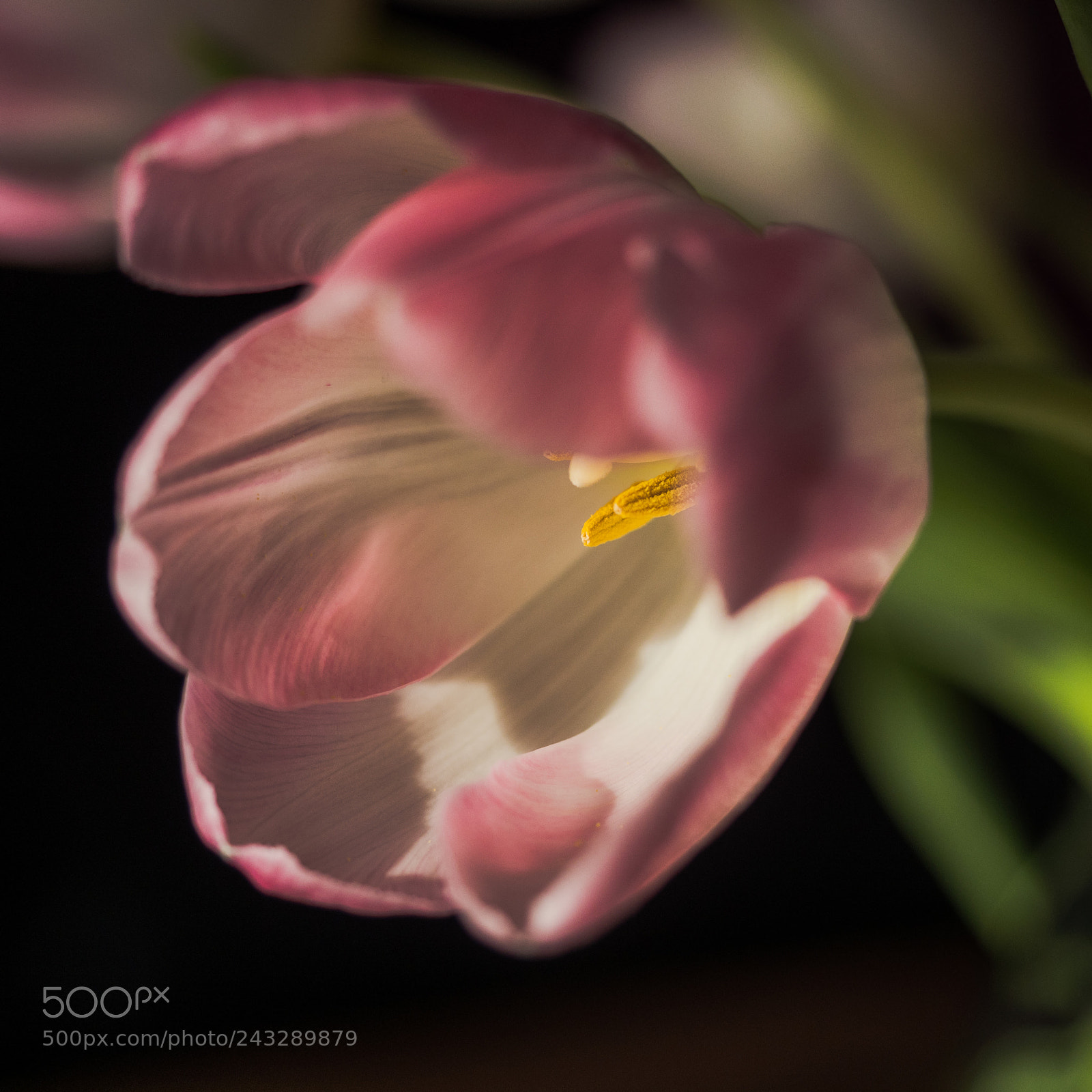 Olympus OM-D E-M1 Mark II sample photo. White/pink tulip photography