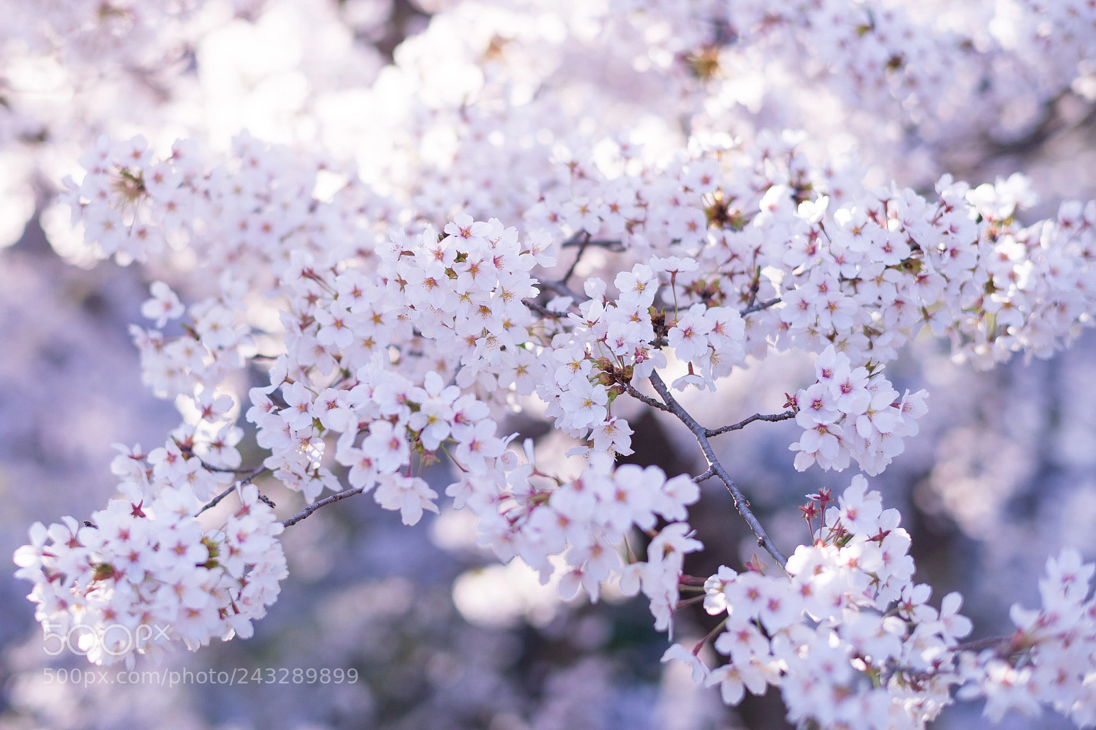 Nikon D4 sample photo. Spring in japan photography