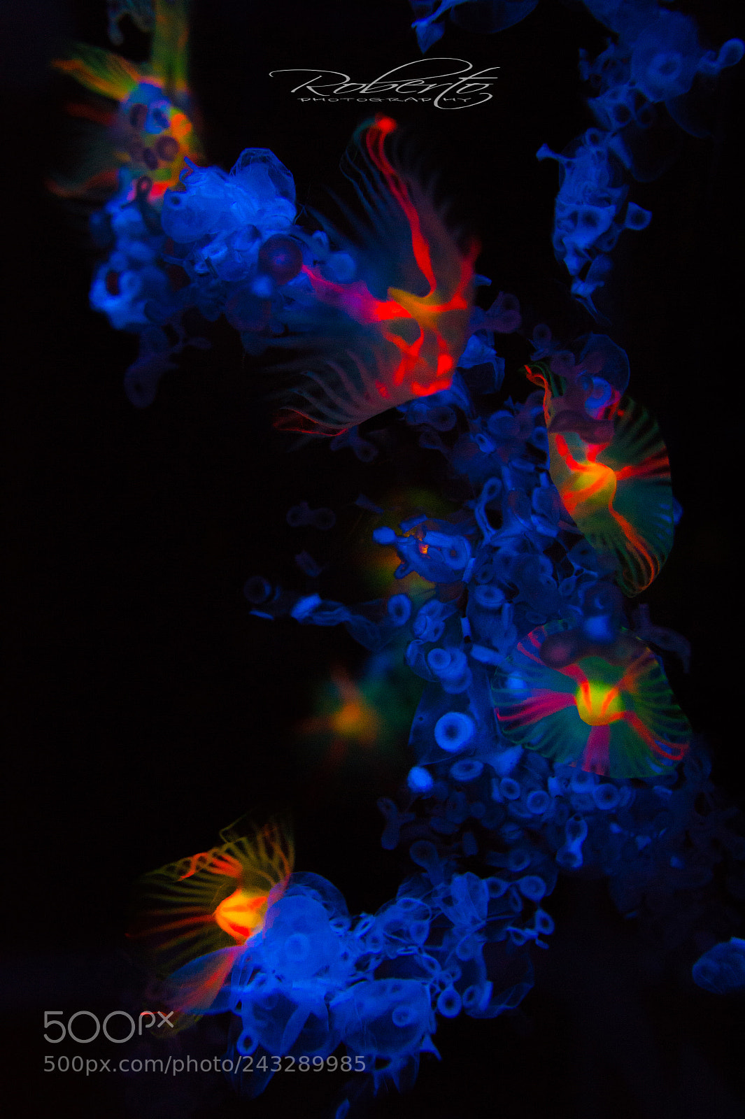 Nikon D4 sample photo. Jellyfish 海月 photography