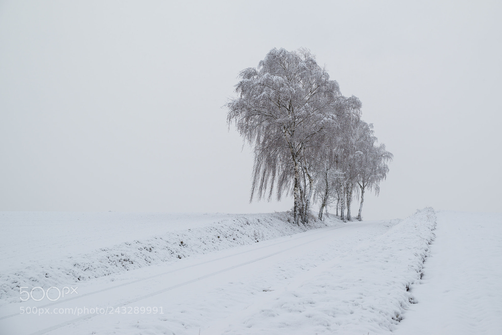 Pentax K-1 sample photo. Snow with trees photography