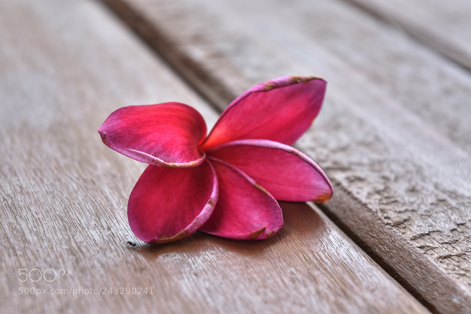 Nikon D5600 sample photo. ? photography