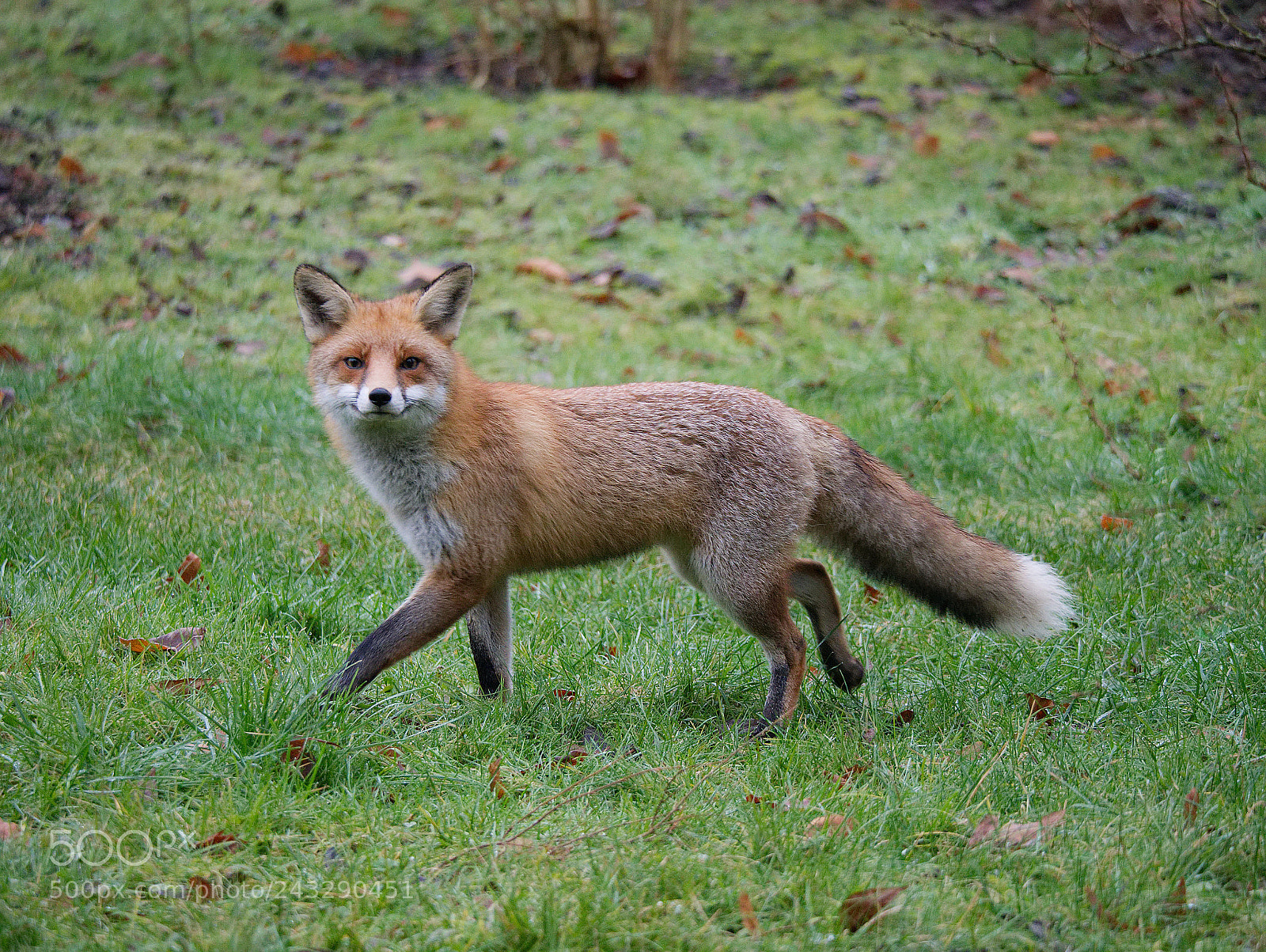 Panasonic DMC-G81 sample photo. Smiling fox photography