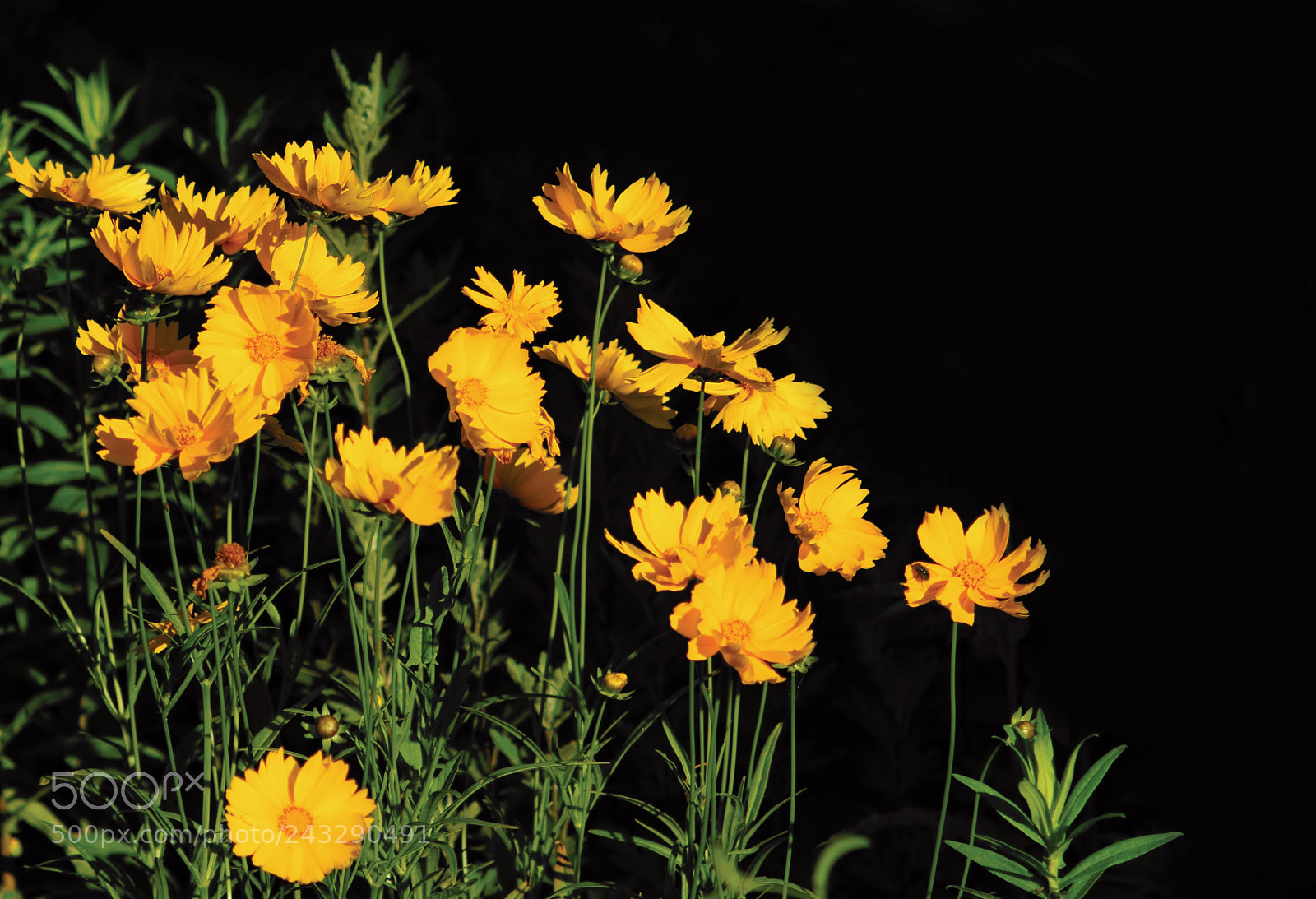 Sony SLT-A58 sample photo. Yellow flowers photography