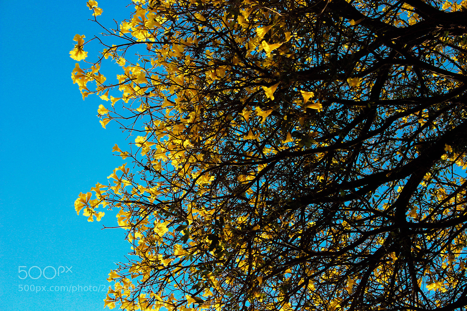 Canon EOS 700D (EOS Rebel T5i / EOS Kiss X7i) sample photo. Yellow photography