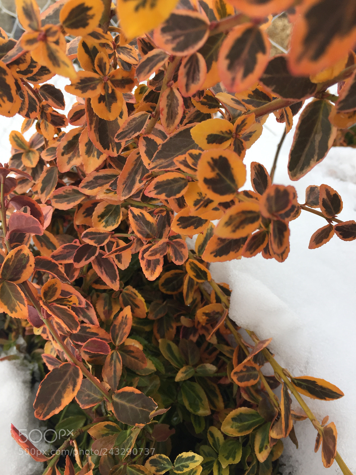 Apple iPhone 6 sample photo. ❄️ photography