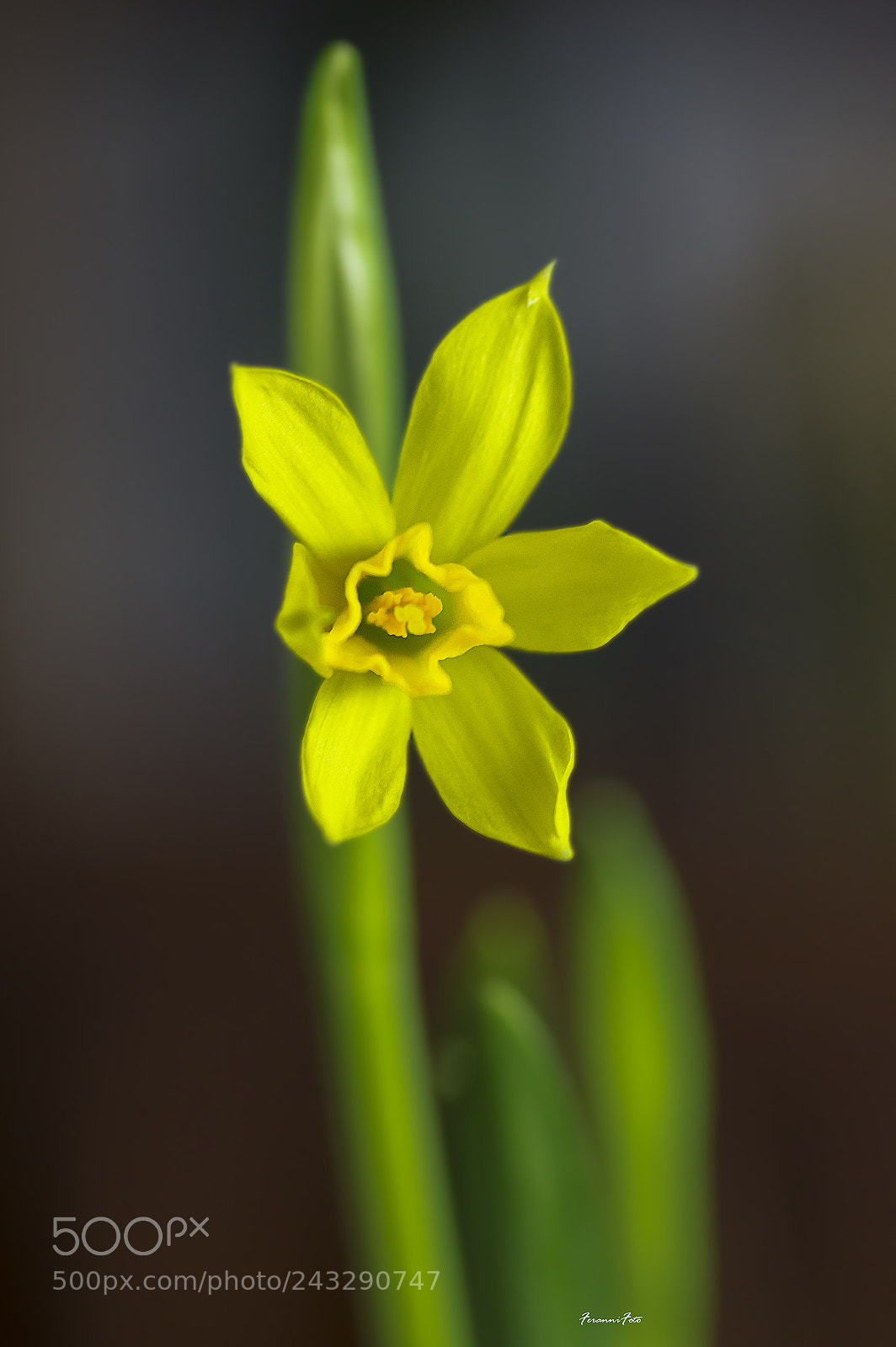 Pentax K-3 sample photo. Narciso photography