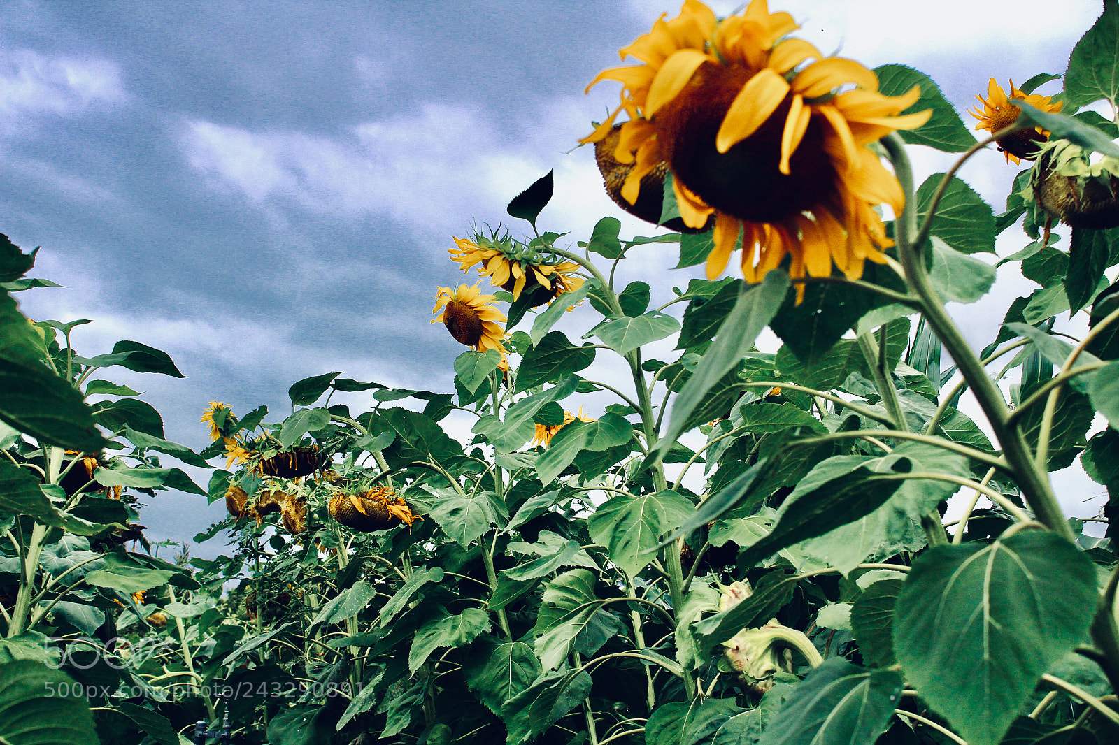 Canon EOS 1300D (EOS Rebel T6 / EOS Kiss X80) sample photo. Big sunflowers. photography