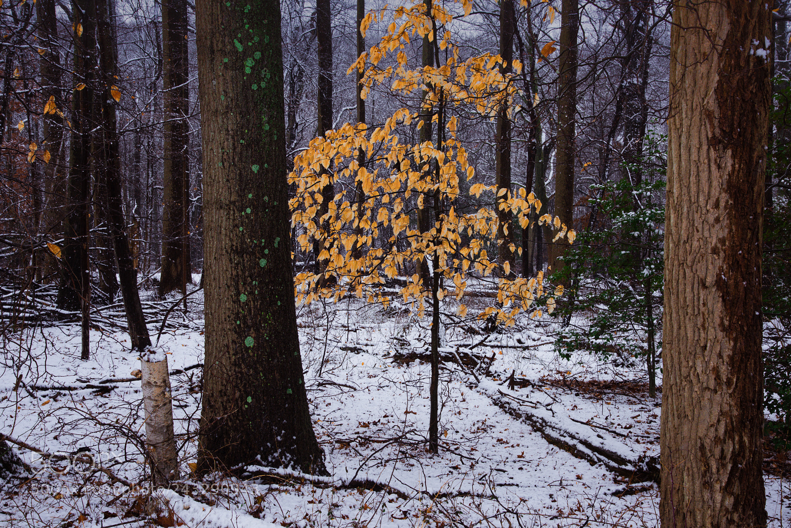 Nikon D810 sample photo. Yellow photography