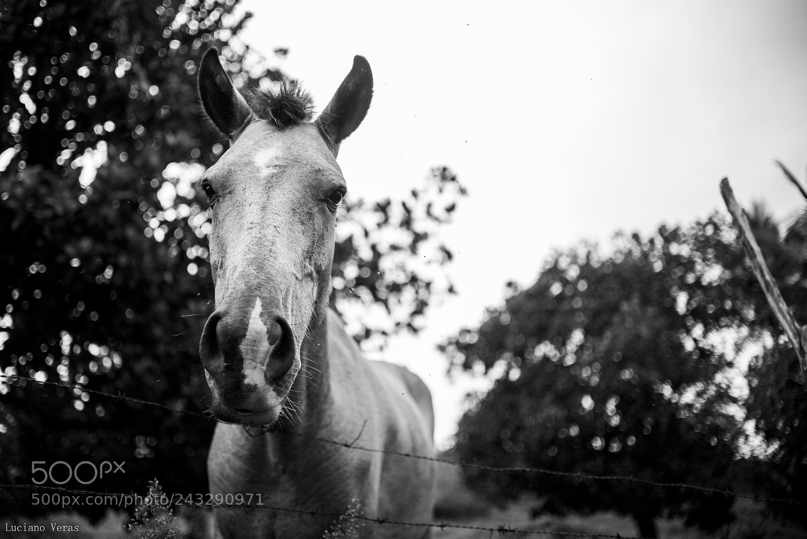 Nikon D610 sample photo. Horse and flys photography