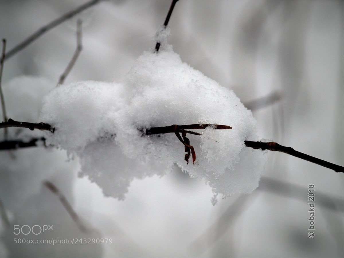 Olympus E-620 (EVOLT E-620) sample photo. Winter photography
