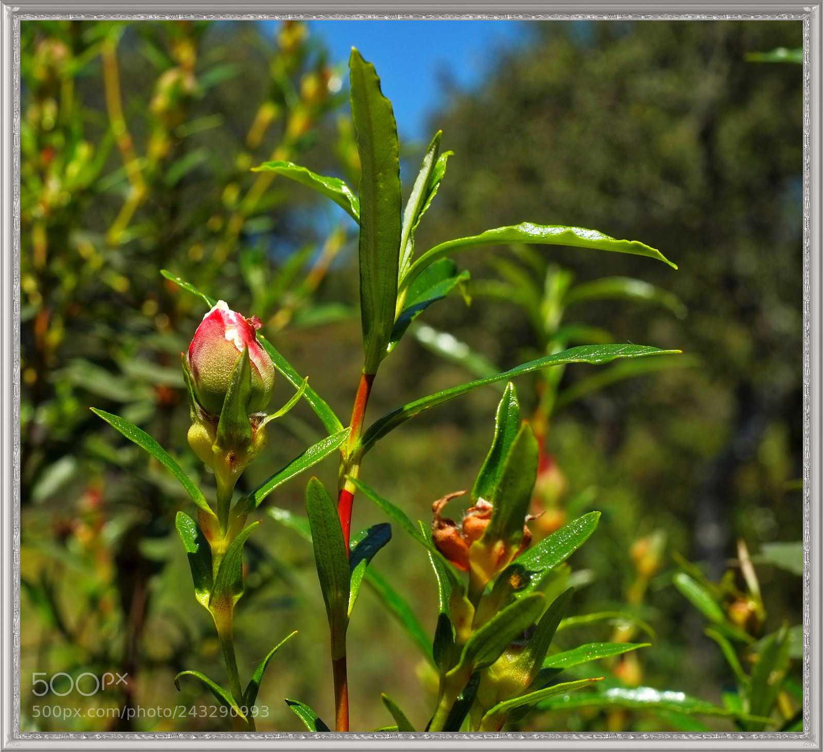 Fujifilm X-Pro1 sample photo. Linares. spring 2016. photography