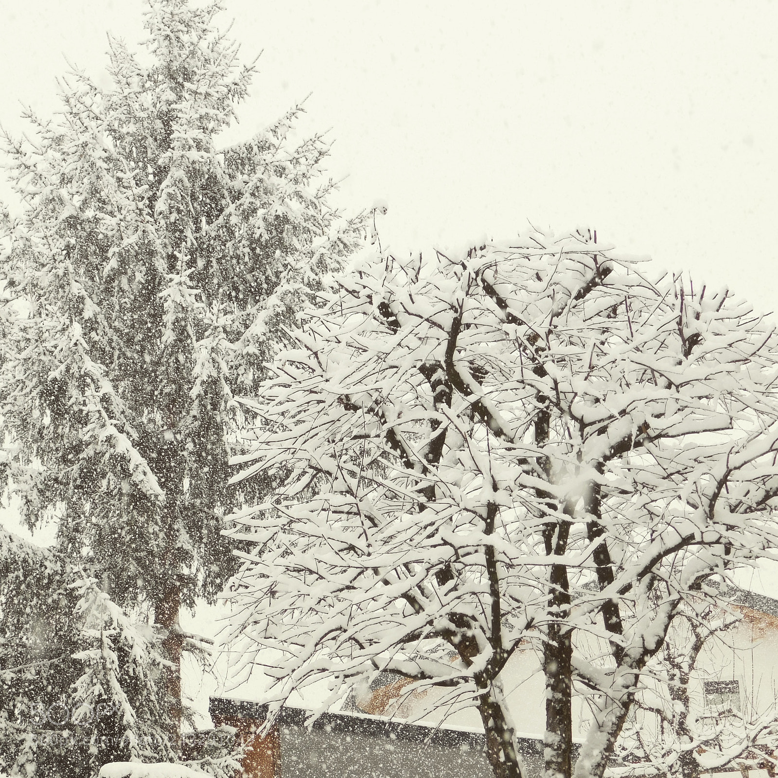 Nikon Coolpix B500 sample photo. Snowy day photography
