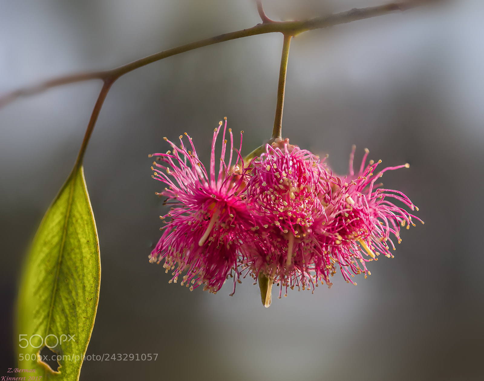 Nikon D810 sample photo. Red one photography