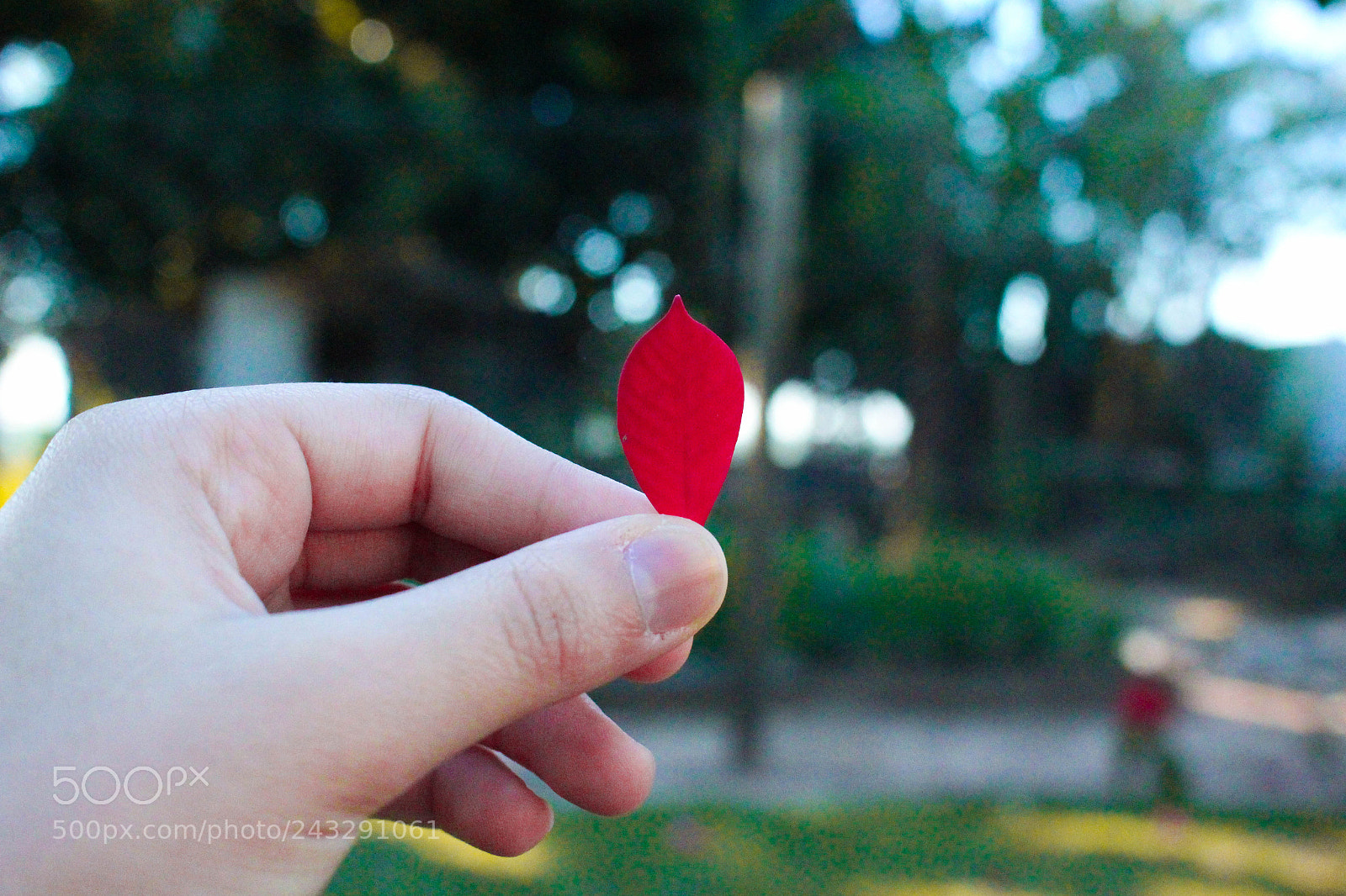 Canon EOS 700D (EOS Rebel T5i / EOS Kiss X7i) sample photo. Red photography