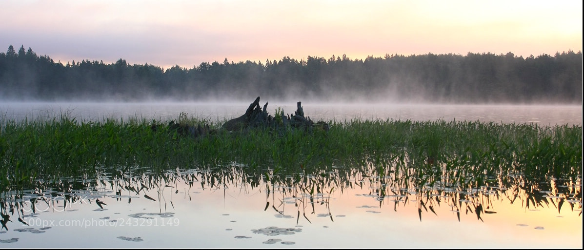 Canon EOS 40D sample photo. Foggy morning at bog photography