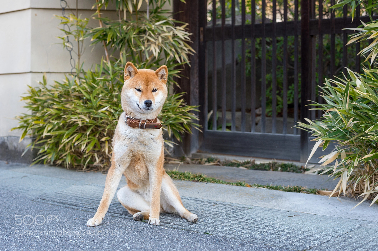 Nikon D4 sample photo. A shiba dog in photography