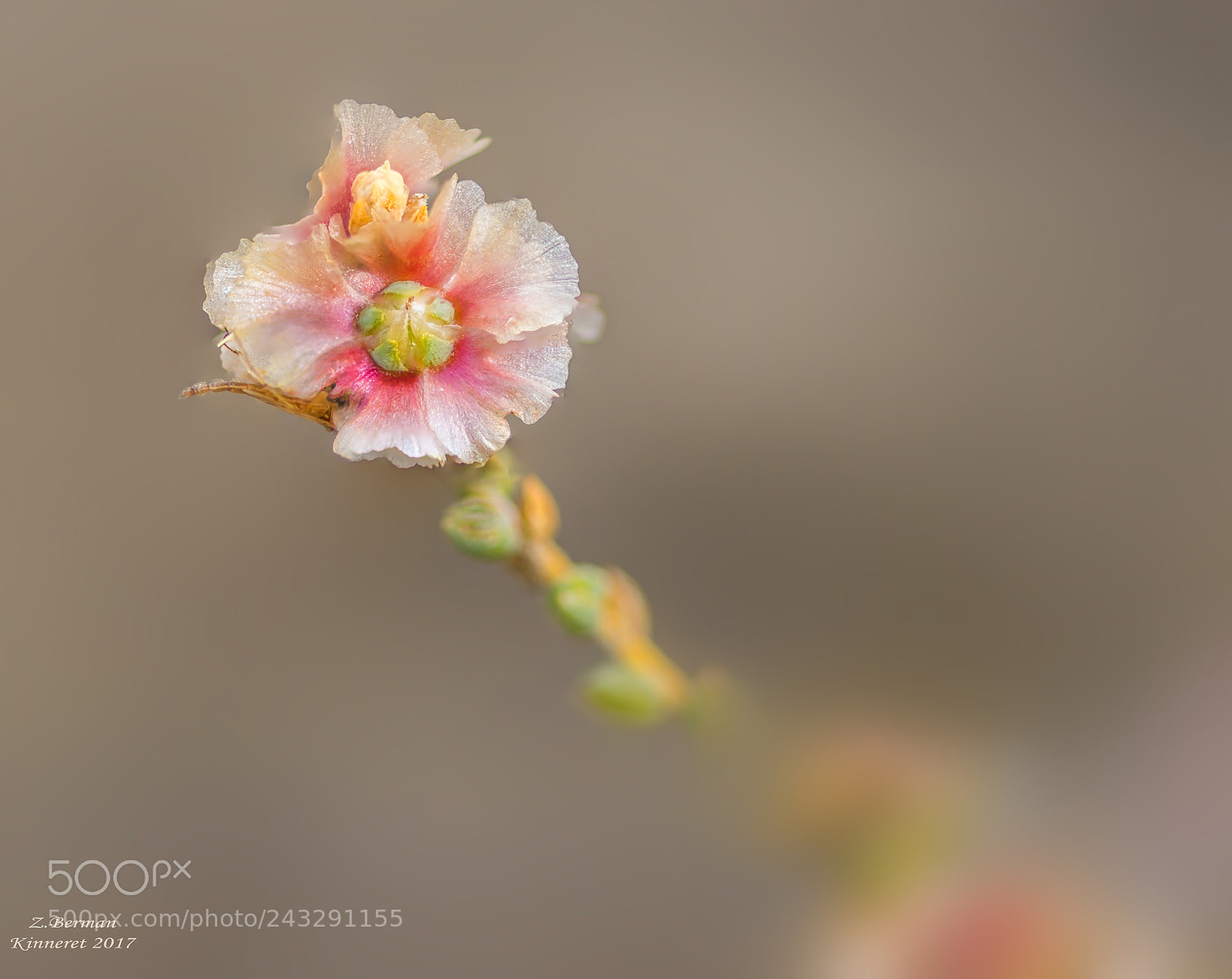 Nikon D810 sample photo. Beauty photography