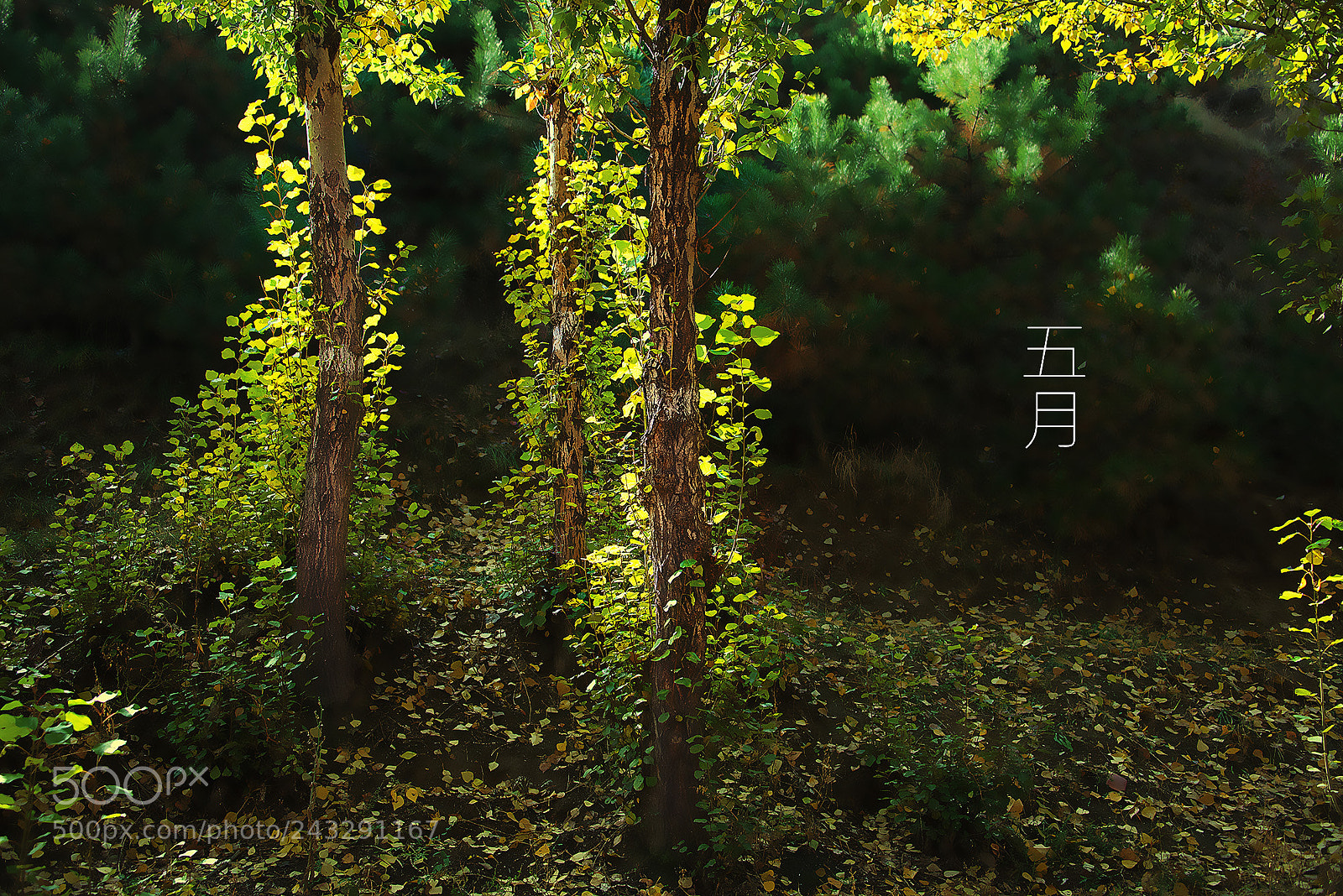 Nikon D610 sample photo. X dsc photography