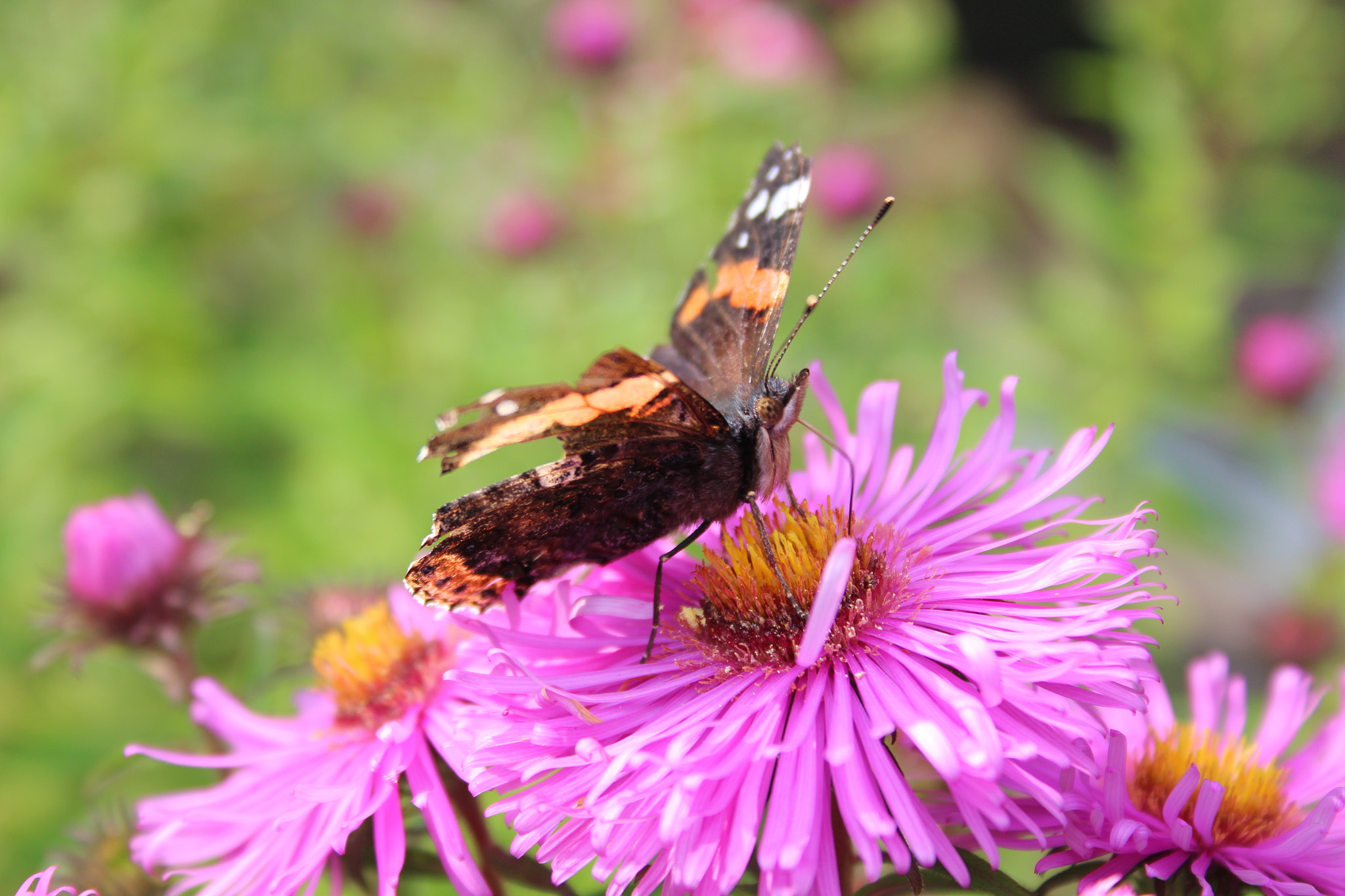Canon EF-S 18-55mm F3.5-5.6 II sample photo. Broken butterfly in our garden photography