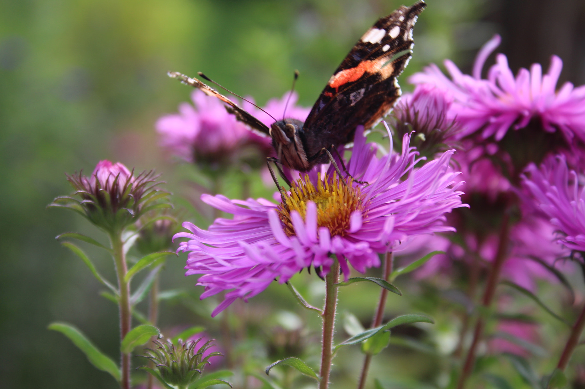 Canon EF-S 18-55mm F3.5-5.6 II sample photo. Broken butterfly in our garden photography