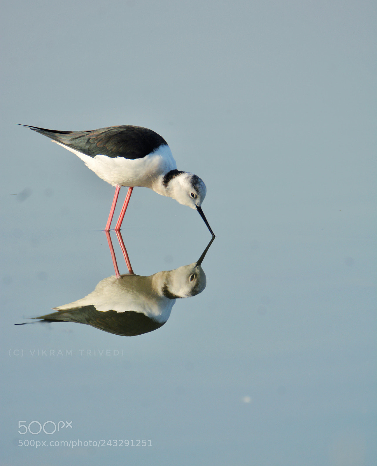 Nikon D7100 sample photo. Reflection photography